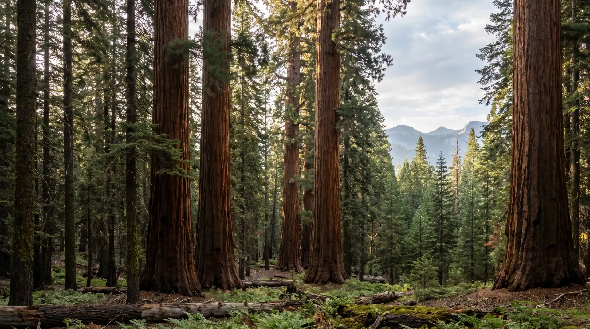 The Giant Sequoia A California Original