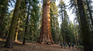 Nelder Grove History and Madera County's Giant Sequoias